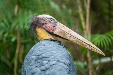 Portrait of Lesser Adjutant, Thailandの写真素材
