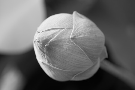 Lotus flowerの写真素材