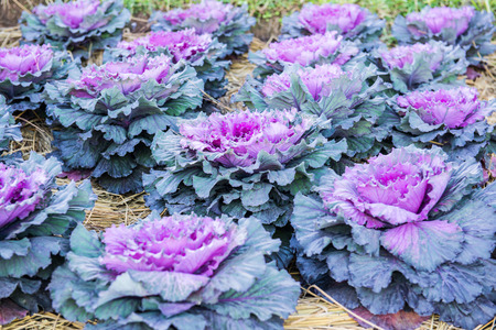 Violet flowering cabbage in national park at Chiangmai province, Thailandの写真素材