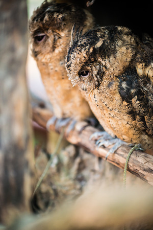 Young owl, Thailandの写真素材