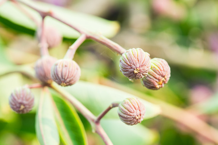 Close up of young Lagerstroemia Speciosa flower