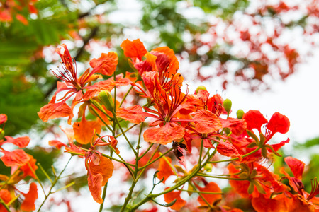 Peacock flowers on tree, Thailand