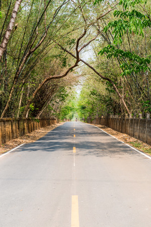 Tree tunnel with road, Thailandの写真素材