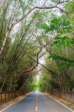 Tree tunnel with road, Thailandの写真素材