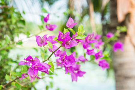 Bougainvillea flowers in garden, Thailandの写真素材