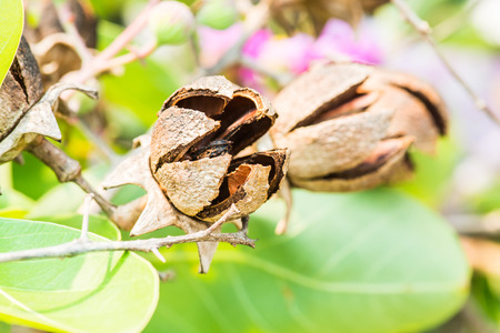 Dry fruit of Lagerstroemia speciosa tree, Thailandの写真素材