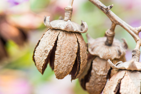 Dry fruit of Lagerstroemia speciosa tree, Thailandの写真素材
