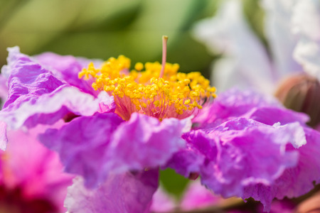 Close up of Lagerstroemia speciosa flower, Thailandの写真素材