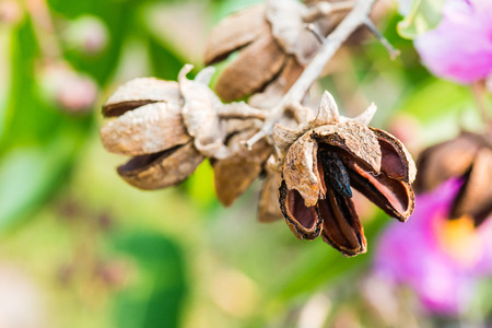 Dry fruit of Lagerstroemia speciosa tree, Thailandの写真素材