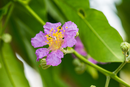 Close up of Lagerstroemia speciosa flower, Thailandの写真素材