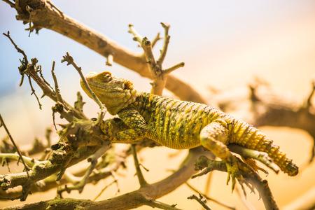 Close Up of Beared Dragon, Thailandの写真素材