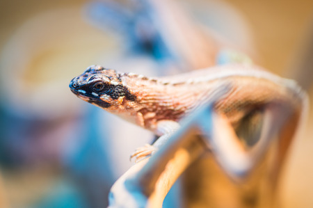 Close Up of Jewelled Curly Tail Lizard, Thailand