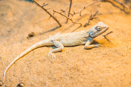 Close Up of Savigny's Agama, Thailandの写真素材