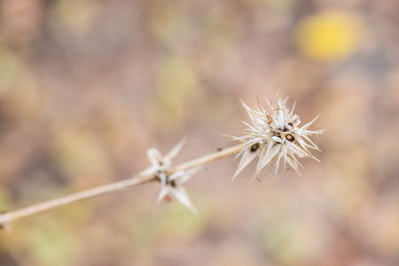 Little flower in nature, Thailandの写真素材