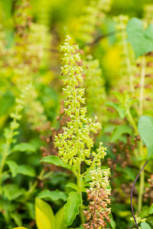 Fresh basil blossom in the garden, Thailandの写真素材
