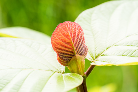 Beautiful treetop in nature, Thailandの写真素材