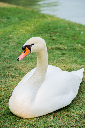 White swan on green grass, Thailandの写真素材