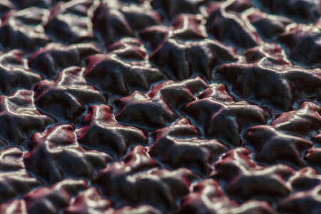 Close up of Victoria waterlily leaf, Thailandの写真素材