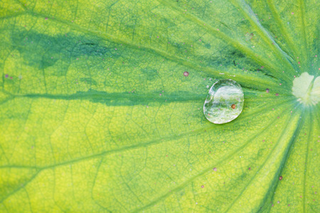 Texture of lotus leaf and water drop, Thailandの写真素材
