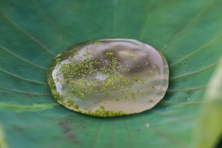 Texture of lotus leaf and water drop, Thailand