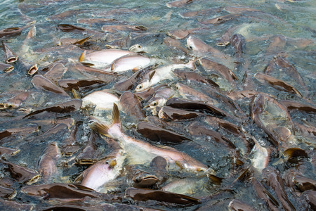 Close up of Iridescent shark fish in lake, Thailand