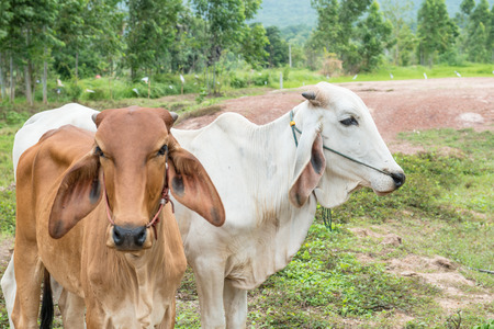 Cows in Thai country, Thailandの写真素材