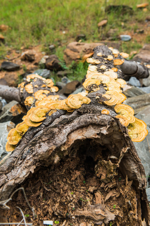 Yellow mushrooms on the woods, Thailandの写真素材