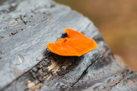 Orange mushrooms on the wood, Thailand