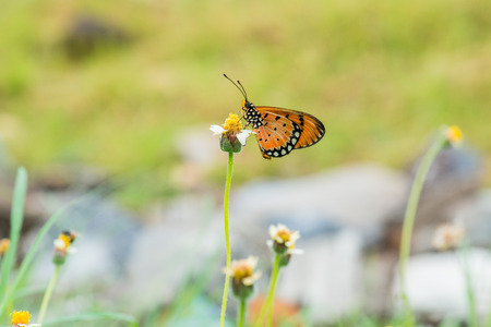 Butterfly sitting on grass flower, Thailand