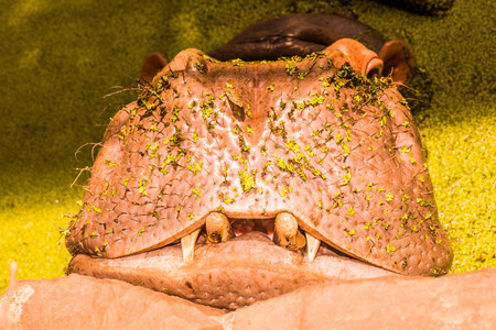 Head Shot of Hippopotamus, Thailandの写真素材