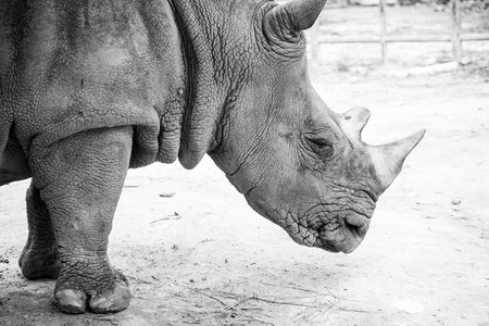 Portrait of Rhinoceros, Thailandの写真素材