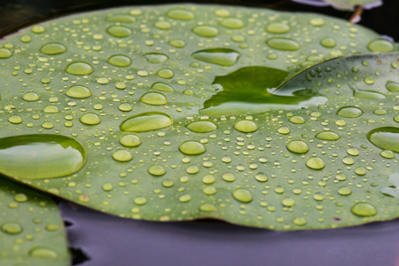 Drops on lotus leaf, Thailand