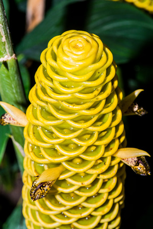 Flower of Zingiber spectabile, Thailand