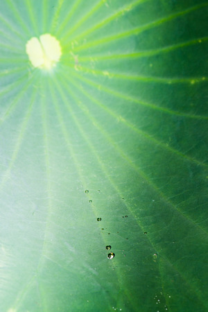 Texture of lotus leaf, Thailandの写真素材