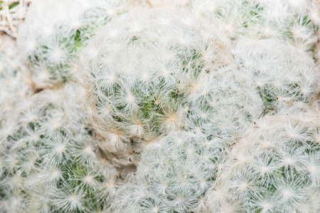 Close Up of Mammillaria hahniana, Thailandの写真素材