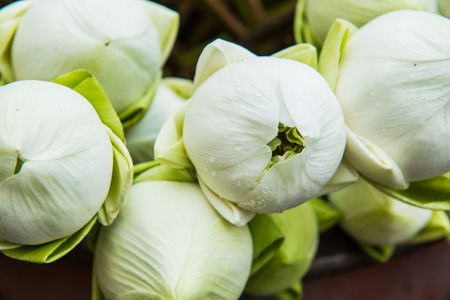 Close up lotus on stand, Thailandの写真素材
