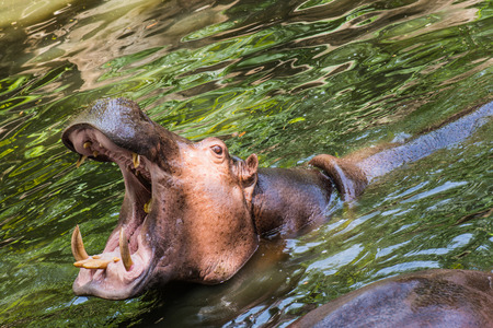 Head Shot of Hippopotamus, Thailand