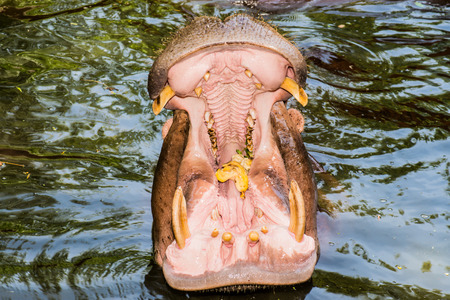Mouth of Hippopotamus, Thailandの写真素材