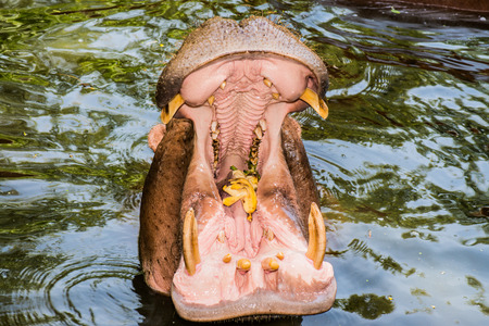 Mouth of Hippopotamus, Thailandの写真素材