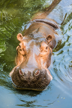 Head Shot of Hippopotamus, Thailandの写真素材