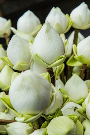 Close up lotus on stand, Thailandの写真素材
