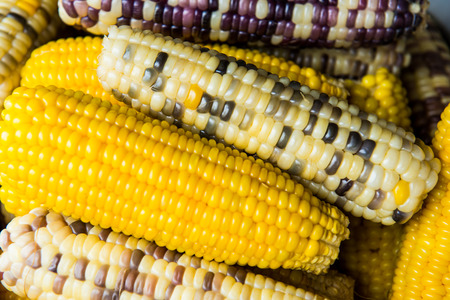 Boiled sweet corns, Thailandの写真素材