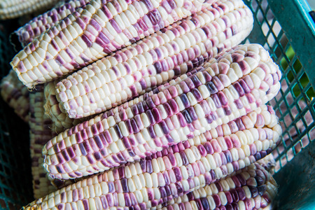 Fresh sweet corns, Thailandの写真素材