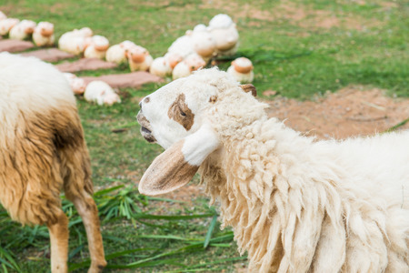 White sheep on grass floor, Thailandの写真素材