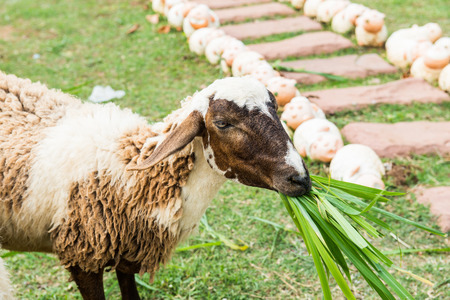 A sheep is eating on grass floor, Thailandの写真素材