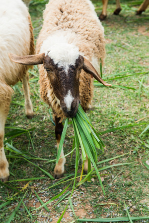 A sheep is eating on grass floor, Thailandの写真素材