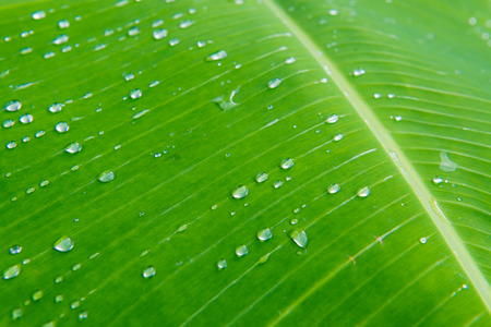 Water drops on banana leaf, Thailandの写真素材