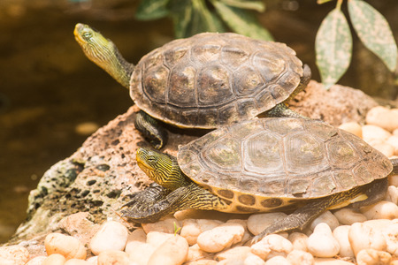 Chinese Stripe-necked Turtle in Thailandの写真素材