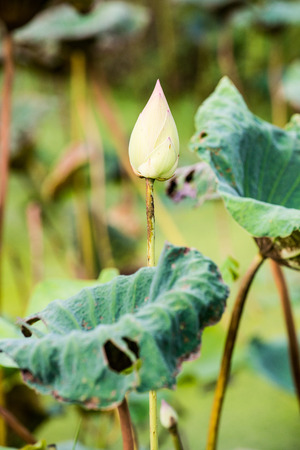Close up of green lotus flower, Thailandの写真素材