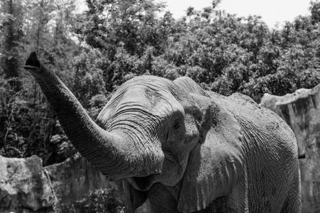 Portrait of African elephant in Thailandの写真素材